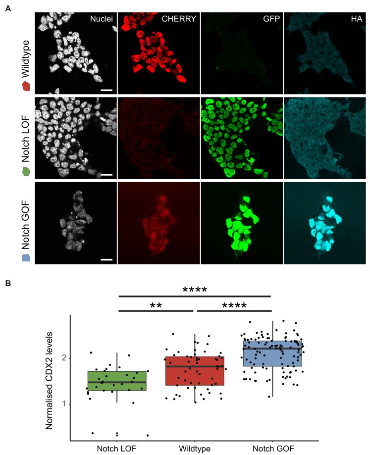 Figure 4—figure supplement 1.