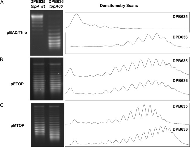 FIG 3