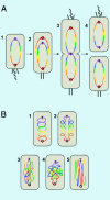 Fig. 1.