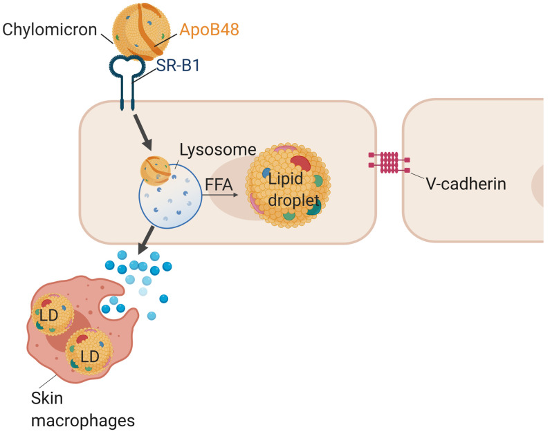 Figure 7