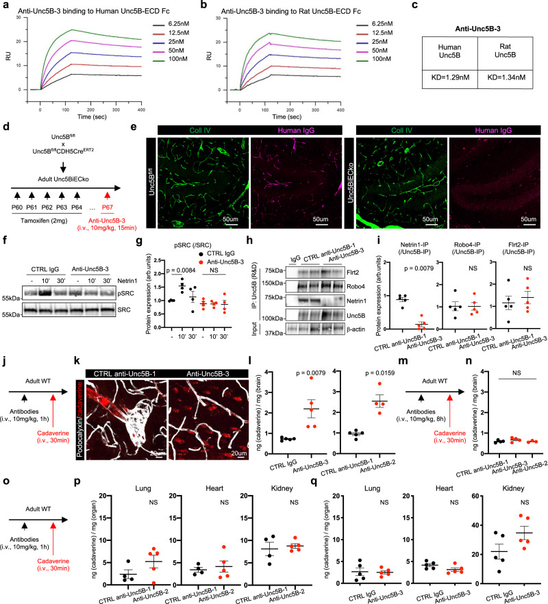 Endothelial Unc5B controls blood-brain barrier integrity - PMC