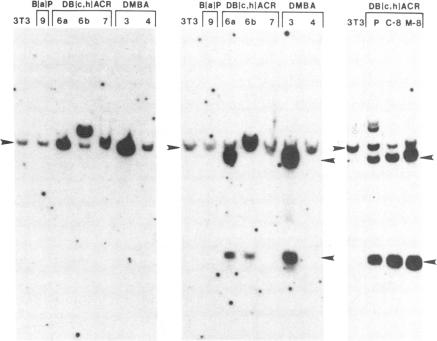 graphic file with name pnas00320-0307-a.jpg