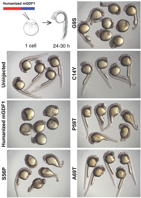 Figure  4. 