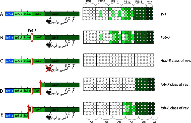 Fig. 4