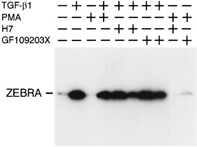 FIG. 5