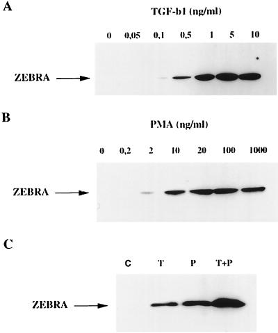 FIG. 6