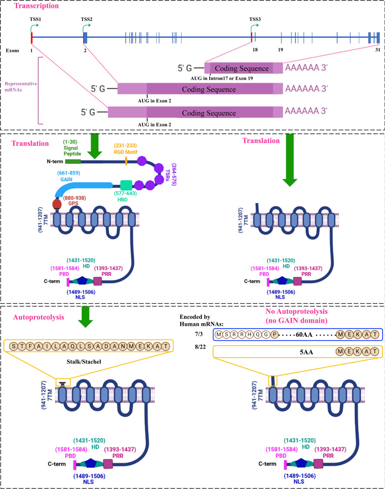 Fig. 7