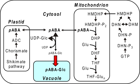 FIGURE 6.