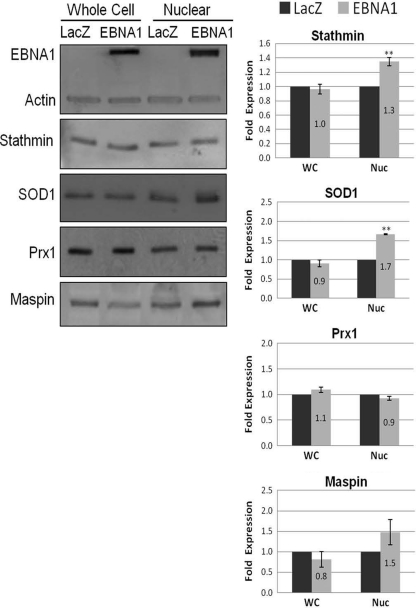 Fig 5