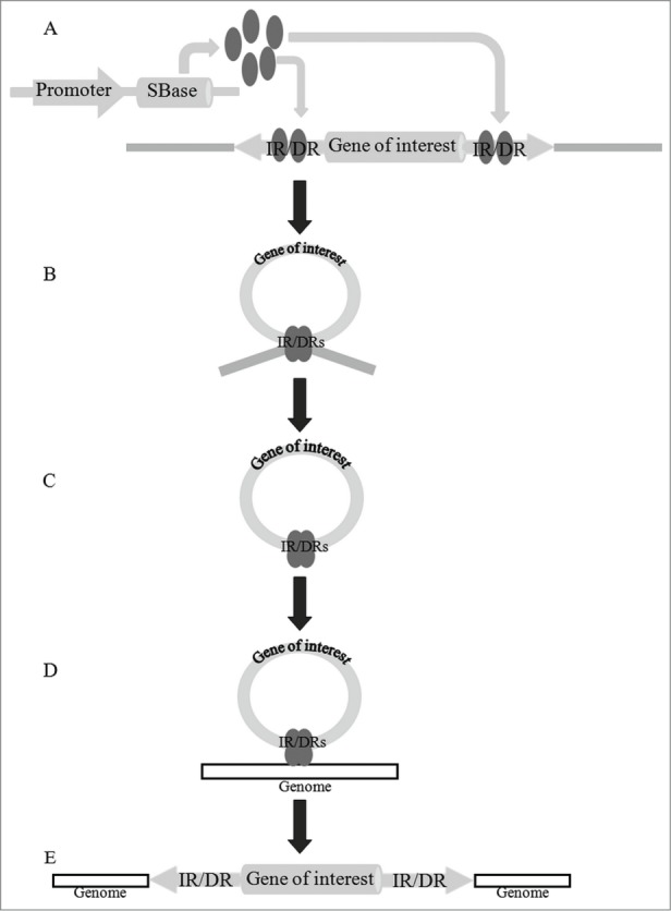 Figure 2.