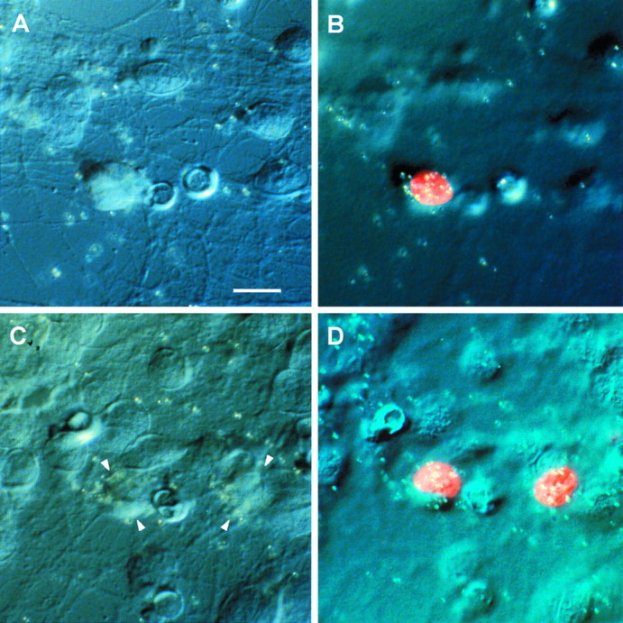 Fig. 7.