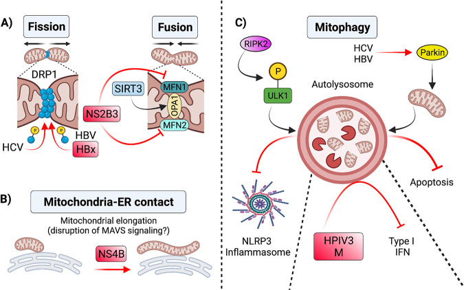 FIG 2