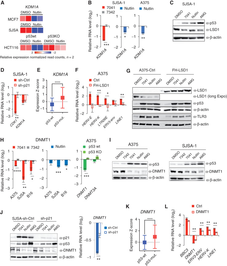 Figure 2. Inhibition of KDM1A (LSD1) and DNMT1 by p53 mediates the induction of ERVs. A, Heat map shows the inhibition of expression of KDM1A gene encoding LSD1 upon treatment with nutlin in three wtp53, but not in p53-null, cell lines, as detected by RNA-seq. B and C, Inhibition of KDM1A upon p53 activation by compounds on mRNA (A) and protein (B) levels, as assessed by qPCR (A) and immunoblotting (B). D, Depletion of p21 by shRNA does not prevent the inhibition of KDM1A expression by p53, as assessed by qPCR in cells transfected by control shRNA and p21 shRNA and treated with 7041. CDK1 is used as positive control of p21-dependent gene. E, Box plots depict higher levels of expression of KDM1A gene in breast tumors harboring mutant p53 compared with wild-type ones. RNA-seq data are from TCGA. Relative expression values are presented as mRNA expression Z-scores (Mann–Whitney test; ****, P ≤ 0.0001). F and G, Overexpression of LSD1 prevented the induction of repetitive elements by p53 as assessed by qPCR (F) in cells transfected with control vector and FH-LSD1 encoding vector (protein level shown in G), upon treatment with 7041. H and I, Inhibition of DNMT1 upon p53 activation by 7041 (red), nutlin (blue), or AMG232 (green) on mRNA (H) and protein (I) levels, as assessed by qPCR (H) and immunoblotting (I). J, Repression of DNMT1 upon p53 activation by MDM2 inhibitors is largely p21-independent, as detected upon p21 depletion by shRNA in SJSA-1 cells by immunoblot (left) and qPCR (right). K, Box plots depict higher levels of expression of DNMT1 in breast tumors harboring mutant p53 compared with wild-type ones. For the analysis RNA-seq data from TCGA was used. Relative expression values are presented as mRNA expression Z-scores, (Mann–Whitney test; ****, P ≤ 0.0001). L, Partial rescue of p53-dependent induction of ERVs in A375 cells overexpressing DNMT1 upon treatment with 7041. B, D, F, H, J, L, Student t tests. Error bars, SD. *, P < 0.05; **, P < 0.01; ***, P < 0.001; #, P < 0,0001, n = 3.