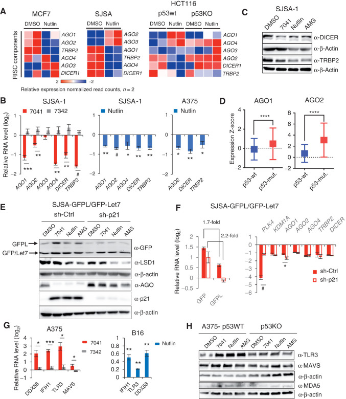 Figure 3. Inhibition of dsRNA processing genes and RNA-silencing complex (RISC) activity and induction of dsRNA sensors upon p53 activation. A, Heat maps demonstrating downregulation of RISC genes upon p53 activation by nutlin in three cancer cell lines, as assessed by RNA-seq. B, Immunoblot analysis depicts downregulation of DICER and TRBP2 after p53 activation by 7041, nutlin, or AMG-232 in SJSA-1 cells. C, Genes encoding RISC components are repressed after p53 activation by 7041 (red bars) and nutlin (blue bars) in SJSA-1 and A375 cells, as assessed by qPCR (n = 3). D, Box plots depict higher levels of expression of AGO1 and AGO2 genes in breast tumors harboring mutant TP53 compared with wild-type ones. RNA-seq data are from TCGA. Relative expression values are presented as mRNA expression Z-scores (Mann–Whitney test; ****, P ≤ 0.0001). E and F, Inhibition of RISC activity upon p53 activation by nutlin, 7041, and AMG-232 is largely p21-independent. The expression of GFPL and GFP was measured by immunoblot (E) and real-time qPCR (F) in SJSA-1 cells stably expressing dual reporters GFPL/GFP-let-7 and transduced with scrambled shRNA or p21 shRNA. E, Immunoblotting of LSD1 and AGO proteins (detected by pan-AGO antibody) upon p53 activation in the presence or absence of p21. F, p21-independent repression of RISC genes after p53 reactivation by 7041 (red bars), as assessed by qPCR (n = 3). G, dsRNA receptors are induced upon p53 activation by 7041 (red bars) and nutlin (blue bars) in A375 and B16 cells, as assessed by qPCR, n = 3. H, Induction of TLR3, MDA5, and MAVS in a p53-dependent manner in A375 cells after p53 activation by three MDM2 inhibitors, as detected by immunoblot. β-Actin was used as loading control. B, F, G, Student t tests. Error bars, SD. *, P < 0.05; **, P < 0.01; ***, P < 0.001; #, P < 0,0001, n = 3.