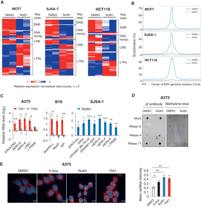 Figure 1. p53 activation induces ERV expression and dsRNA formation. A, Heat maps show the differential expression of repetitive elements upon p53 activation by nutlin in three different cancer cell lines, as accessed by RNA-seq. B, Increased p53 occupancy on ERVs promoters depicted as average p53 binding score profile mapped onto induced ERVs genome location summits in three different cancer cell lines, as assessed by ChIP-seq. C, ERVs are induced upon p53 activation by 7041 (red bars) and nutlin (blue bars), but not negative control 7342 (gray bars) in A375, B16 and SJSA-1 cells, as assessed by qPCR, n = 3. D and E, dsRNA was induced upon p53 activation by nutlin treatment as detected by dsRNA specific J2 antibody using dot blot (D) or fluorescence microscopy (E). Total RNA was treated with mock, RNase T1, RNase III, or RNase A and blotted on Hybond-N+ membrane. Equal loading visualized by methylene blue staining (D). DMSO was used as a negative control and 500 nmol/L 5-Azacytidine (5-Aza) served as a positive control (E). Student t tests (C, E). Error bars, SD. *, P < 0.05; **, P < 0.01; ***, P < 0.001.