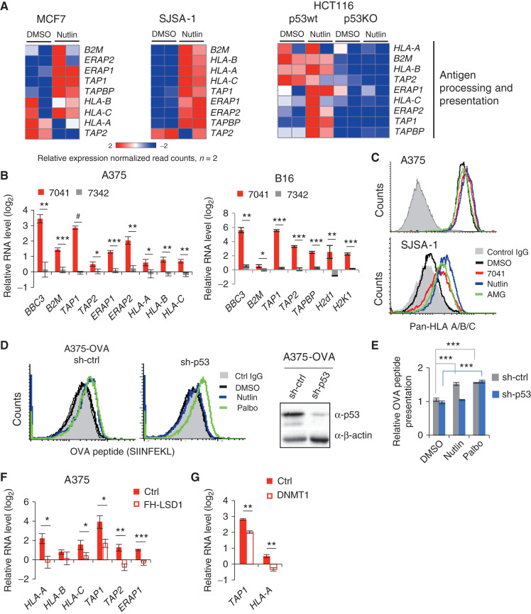 Figure 5. Activation of p53 in cancer cells enhances antigen processing and presentation. A, Heat maps show the induction of APP genes in MCF7, SJSA-1, and HCT116 cells, as assessed by RNA-seq. Absence of induction of APP genes in HCT116 p53KO cells confirms p53 dependency. B, qPCR shows the induction of APP genes in melanoma cells A375 (left) and B16 (right) upon treatment with p53-activating stapled peptide 7041 (red bars), but not control peptide 7342 (gray bars). Results shown are the mean ± SD from three independent experiments performed in triplicate (comparison between peptides vs. DMSO treatment). C, Flow cytometry shows an increased cell surface expression of HLA-A/B/C upon treatment with three MDM2 inhibitors in A375 (top) and SJSA-1 cells (bottom). Shown is propidium iodide–negative (PI−) population. D and E, p53-dependent enhanced presentation of heterologous OVA peptide-SIINFEKL on the cell surface of A375-OVA cells upon nutlin treatment, as assessed by flow cytometry (n = 3). DMSO was used as a negative control, palbociclib (Palbo) served as a positive control. F, Overexpression of FH-LSD1 prevented the induction of APP genes upon p53 activation, as assessed by qPCR in A375 cells transfected with FH-LSD1 expression vector and treated with 7041 versus control vector-transfected cells. G, Partial rescue of APP genes induction upon by ectopic expression of DNMT1, assessed as in F. B, E, F, G, Student t tests. Error bars, SD. *, P < 0.05; **, P < 0.01; ***, P < 0.001; #, P < 0.0001.