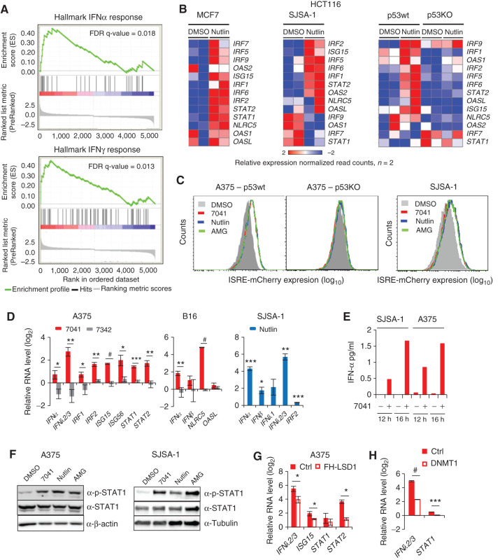 Figure 4. Induction of IFNs and IFN pathway by p53 is LSD1- and DNMT1-dependent. A, GSEA reveals induction of IFNα and IFNγ response genes upon p53 activation by nutlin. B, Heat maps show the induction of IFN regulatory transcription factors (IRF) and IFN-stimulated genes in MCF7, SJSA-1, and p53WT, but not in p53KO HCT116 cells after nutlin treatment, as assessed by RNA-seq. C, IFN reporter gene (ISRE)-mCherry expressed under control of IFN-sensitive response element is induced after p53 activation by three MDM2 inhibitors in p53-proficient but not in p53-deficient cells. D, IFNs, IRFs, and ISGs are induced upon p53 activation by 7041 (red bars) and nutlin (blue bars) in A375, B16, and SJSA-1 cells, as assessed by qPCR, n = 3. E, Induction of IFNα after p53 activation by stapled peptide 7041 in SJSA-1 and A375 cells, as detected by ELISA. F, Induction of phospho-STAT1 levels after p53 activation by three MDM2 inhibitors in A375 and SJSA-1 cells, as assessed by immunoblotting. G and H, Overexpression of LSD1 (G) or DNMT1 (H) partially rescues the induction of IFN pathway genes by p53, as assayed by qPCR in cells transfected with FH-LSD1 or DNMT1 expressing vectors upon treatment with 7041. D, G, H, Student t tests. Error bars, SD. *, P < 0.05; **, P < 0.01; ***, P < 0.001; #, P < 0.0001.