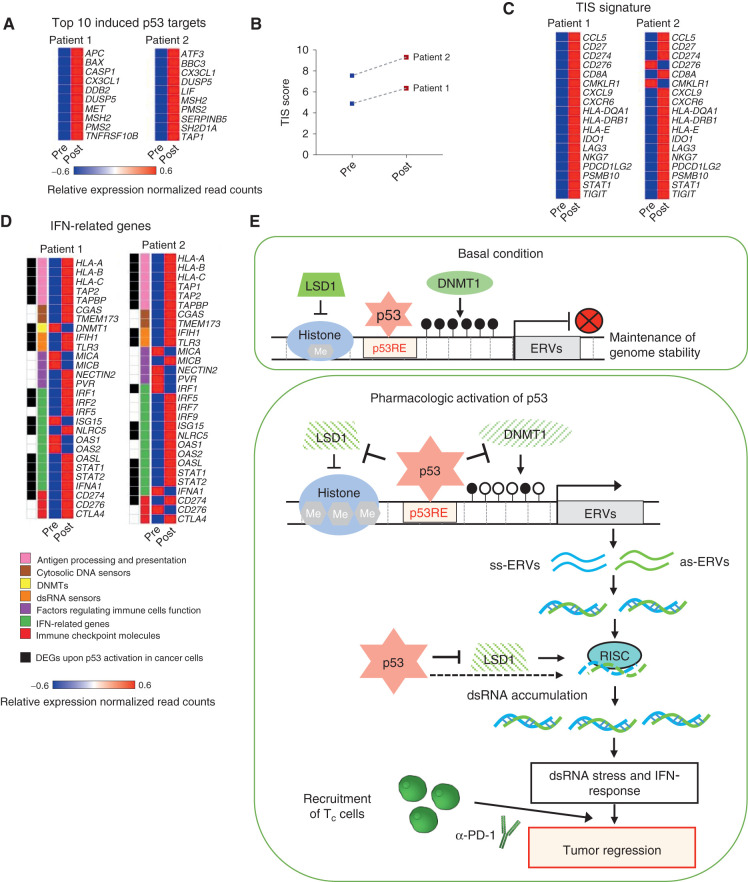 Figure 7. Induction of IFN pathway and immune-related genes in patients with melanoma enrolled in ALRN-6924 clinical trial. A, Heat map showing top 10 induced p53 target genes in tumor biopsies of patients with melanoma enrolled in ALRN-6924 clinical trial, as assessed by NanoString. B, Dot plot depicting the induction of Tumor Inflammation Score (TIS) in patient tumors upon treatment with ALRN-6924. C, Heat map showing the induction of expression of the 18 TIS genes in tumor biopsies from patients pre- and post-ALRN-6924 treatment. D, Heat map representing the differentially expressed IFN- and immune-related genes in patient tumors pre- and posttreatment with ALRN-6924. The colored bars indicate functional categories, as shown in the panel below. Genes labeled in black correspond to the set of IFN pathway genes which were induced in a p53-dependent manner upon treatment of cancer cell lines with different MDM2 inhibitors. Only those genes are shown which are included in PanCancer IO360 Gene Expression Panel. E, Model: top, at basal condition p53 binds to its response elements (RE) in ERVs and cooperates with DNMT1 and LSD1 to repress them. Bottom, upon pharmacologic p53 activation, p53 inhibits the expression of DNMT1 and LSD1, abrogating epigenetic silencing of ERVs. Furthermore, p53 binding to ERVs is increased along with p53 accumulation in cells. This is probably followed by the recruitment of transcriptional activators, replacing DNMT1 and LSD1. Together, these lead to the activation of expression of ERVs and generation of dsRNA. Active p53 downregulates RISC genes, contributing to dsRNA accumulation and dsRNA stress, induction of dsRNA sensors, and unleashing of viral mimicry response, thus potentiating anticancer immune response and synergy with immune checkpoint therapy.