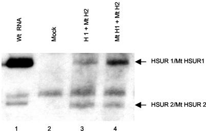 FIG. 8.