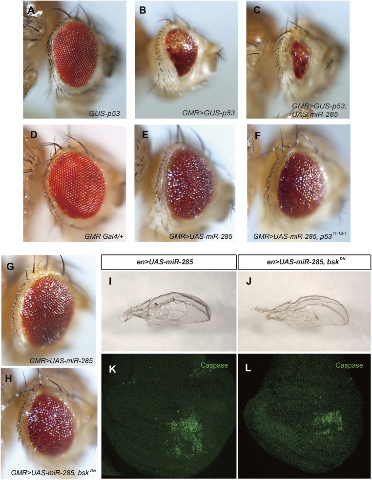 Fig. S11.