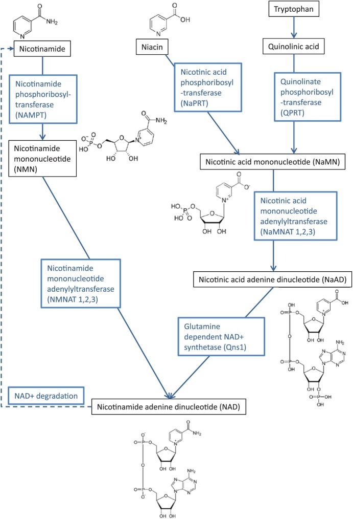 Figure 1.