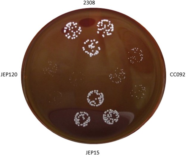 Figure 5