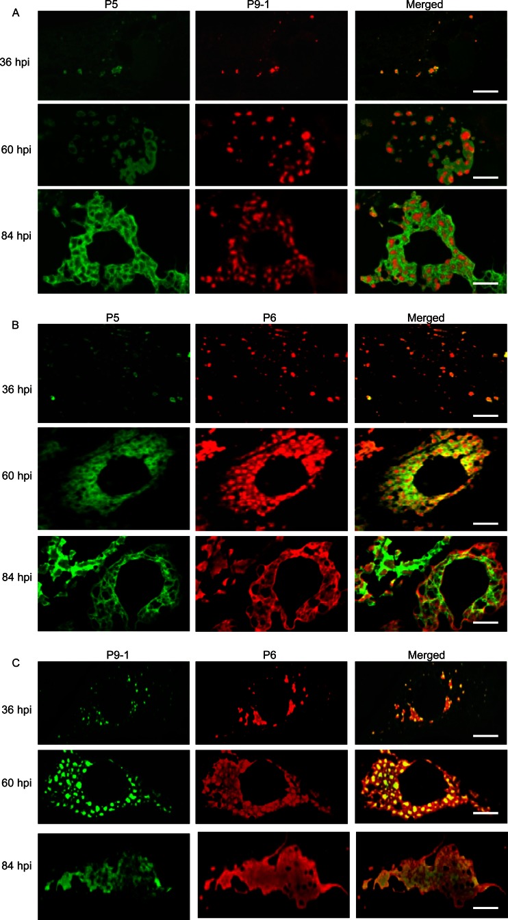 Fig 4