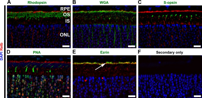 FIGURE 4.