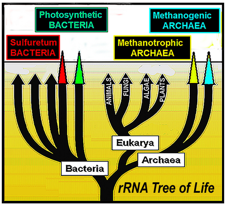 Figure 24