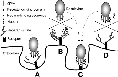 Fig 7