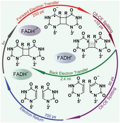 Fig. 6.