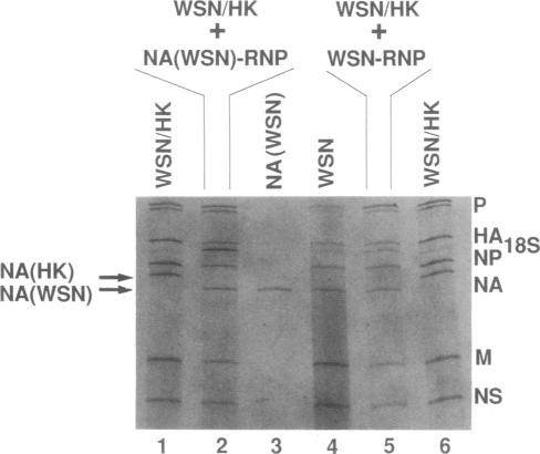 graphic file with name pnas01035-0178-a.jpg