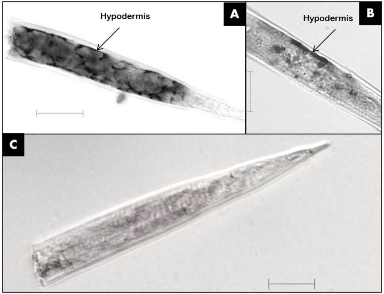 FIGURE 3