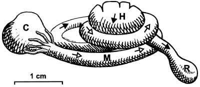 FIG. 1