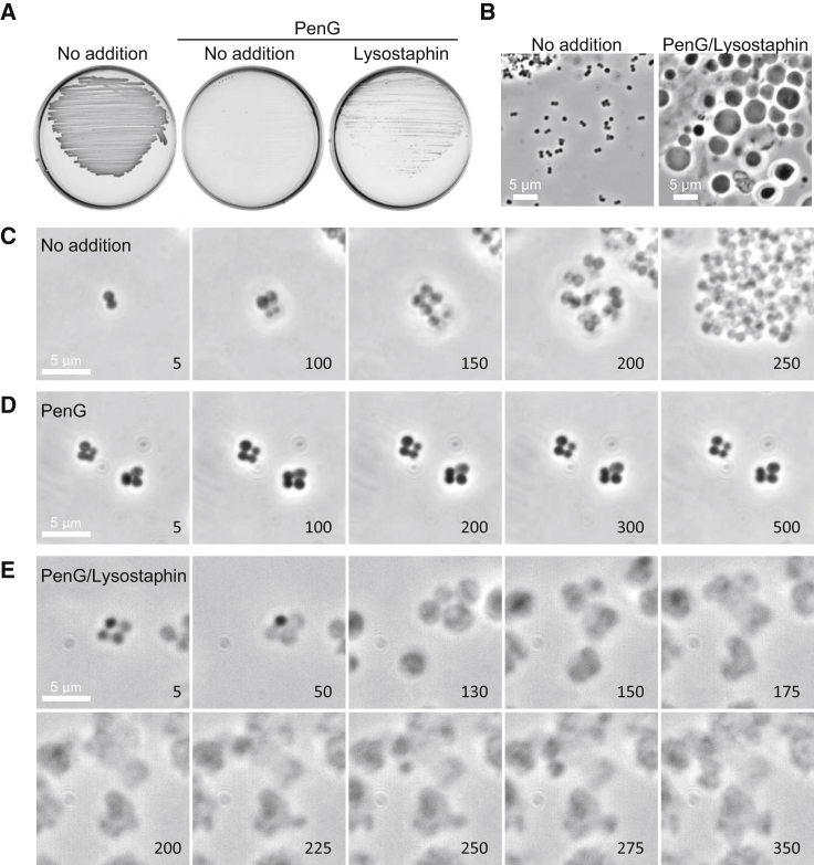 Figure 4