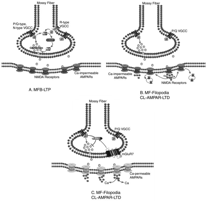 Fig. 5