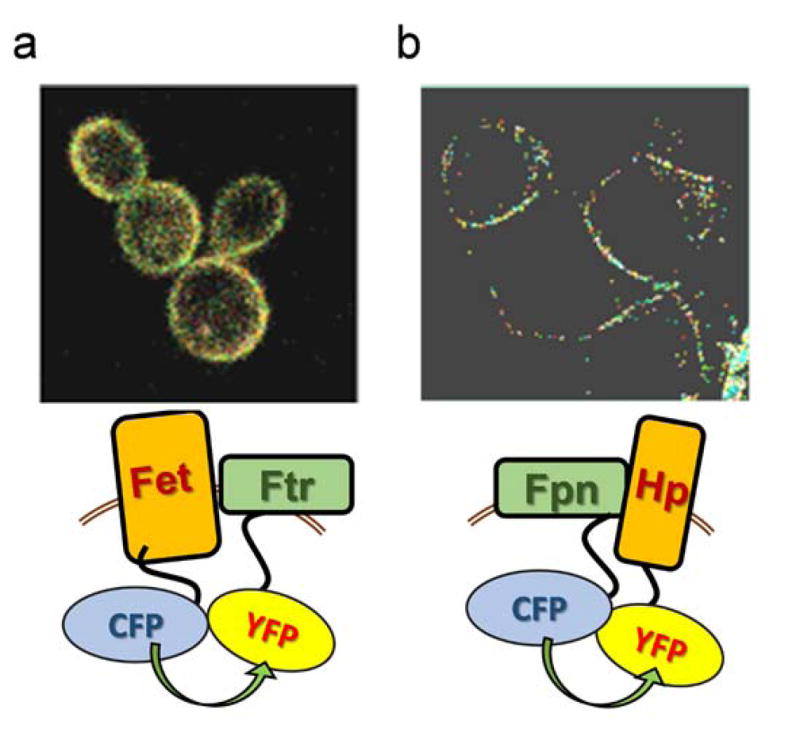 Fig. 5