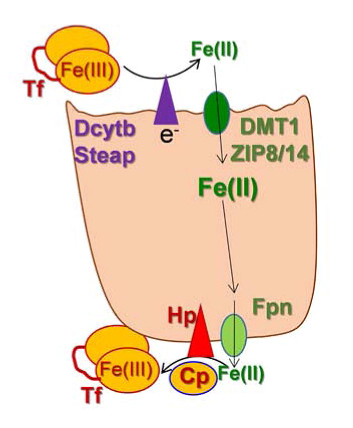 Fig. 6