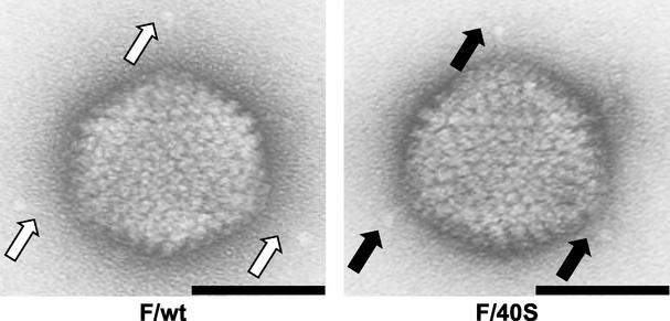 FIG. 5.