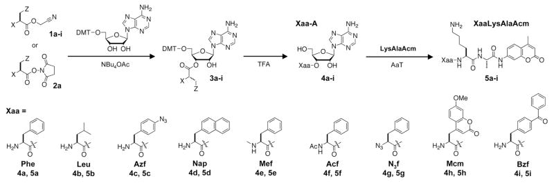 Scheme 1