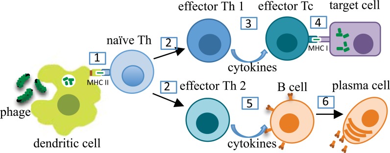 Fig. (2)