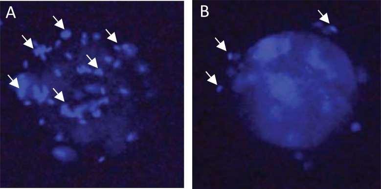 Fig. (3)