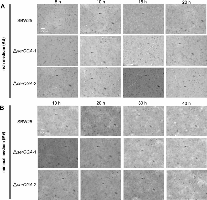 Figure 2—figure supplement 1.