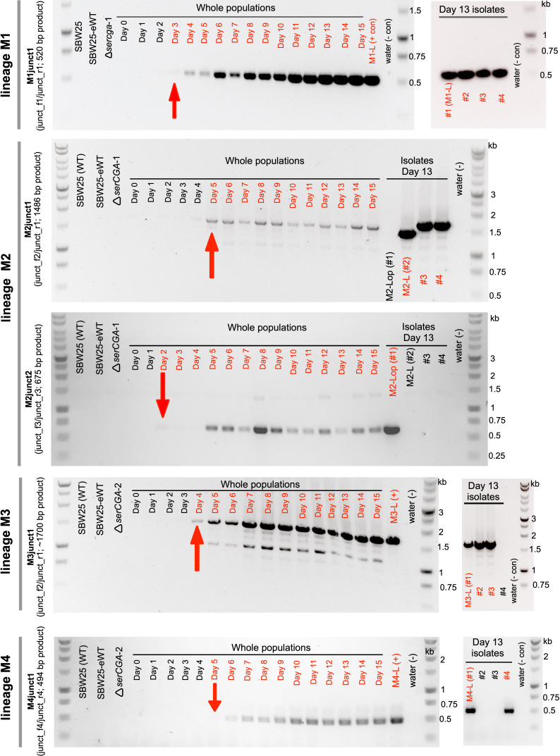 Figure 4—figure supplement 2.