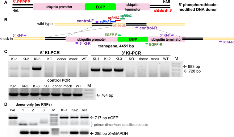 Figure 3