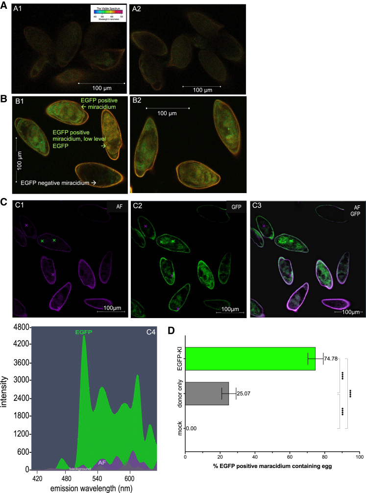 Figure 4