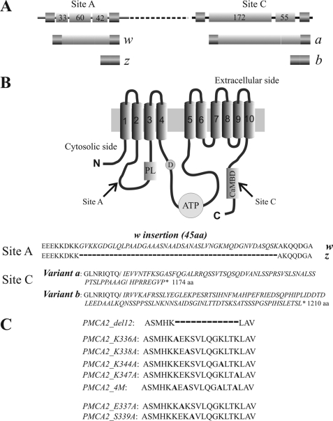 FIGURE 1.