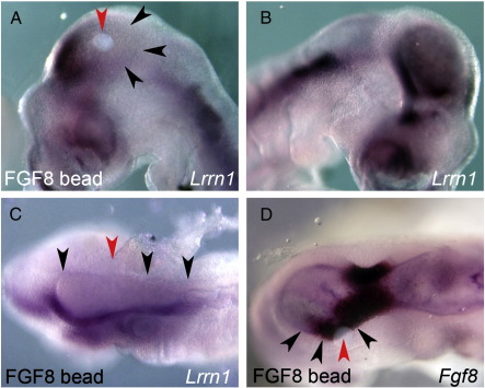 Fig. 2