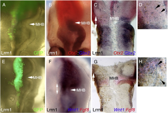 Fig. 4