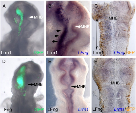 Fig. 6